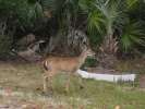 PICTURES/Tourist Sites in Florida Keys/t_Big Pine Key - Key Deer.JPG